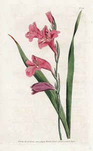 Common Glaieul - الطباعة الحجرية بواسطة James Sowerby (1757-1822) ، من المجلة النباتية بقلم William Curtis (1746-1799) بواسطة جيمس سويربي