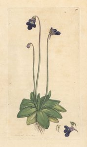 نبات الزبدة الشائع ، Pinguicula vulgaris (عشبة) نقش على لوح نحاسي ملون يدويًا بعد رسم توضيحي بواسطة James Sowerby من علم النبات الإنجليزي لجيمس سميث ، لندن بواسطة جيمس سويربي