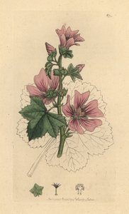 الملوخية الشائعة ، Malva sylvestris نقش على لوح نحاسي ملون يدويًا بعد رسم لجيمس سوربي لعلم النبات الإنجليزي لجيمس سميث