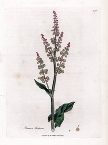 oseillle مشترك أو حميض كبير - حميض الحديقة ، Rumex acetosa. نقش على لوح نحاسي ملون يدويًا من رسم نباتي رسمه جيمس سوربي من ويليام وودفيل والسير ويليام جاكسون هوكر "" علم النبات الطبي ، "جون بون ، لندن بواسطة جيمس سويربي