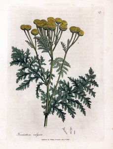 حشيشة الدود الشائعة أو البقع - حشيشة الدود ، Tanacetum vulgare. نقش على لوح نحاسي ملون يدويًا من رسم نباتي رسمه جيمس سوربي من ويليام وودفيل والسير ويليام جاكسون هوكر "" علم النبات الطبي ، "جون بون ، لندن بواسطة جيمس سويربي