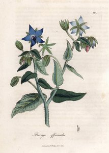 خلاصة لسان الثور. نقش نحاسي ملون يدويًا من رسم لجيمس سوربي (1757-1822) في Botanique Medicinale بواسطة جيمس سويربي