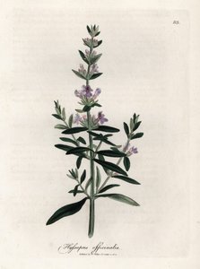 الزوفا الخلاصة. نقش نحاسي ملون يدويًا من رسم لجيمس سوربي (1757-1822) في Botanique Medicinale بواسطة جيمس سويربي