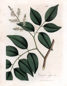 Copaier - بلسم Copaiva ، Copaifera officinalis. نقش على لوح نحاسي ملون يدويًا من رسم نباتي رسمه جيمس سوربي من ويليام وودفيل والسير ويليام جاكسون هوكر "" علم النبات الطبي ، "جون بون ، لندن بواسطة جيمس سويربي