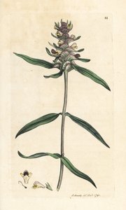 بقرة سوداء متوجة ، Melampyrum cristatum (Melampyre) نقش على لوح نحاسي ملون يدويًا بعد رسم توضيحي لجيمس سوربي من علم النبات الإنجليزي لجيمس سميث ، لندن بواسطة جيمس سويربي
