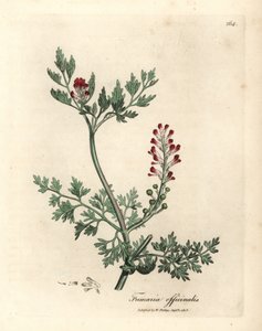 نبات قرمزي مزهر، Fumaria officinalis بواسطة جيمس سويربي