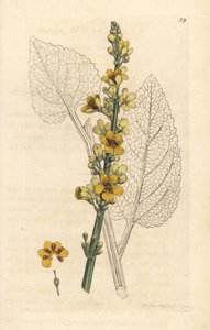 مولين غامق ، Verbasum nigrum (أسود مولين) نقش على لوح نحاسي ملون يدويًا بعد رسم توضيحي لجيمس سوربي من علم النبات الإنجليزي لجيمس سميث ، لندن بواسطة جيمس سويربي