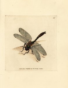 اليعسوب الزمردي الناعم ، Cordulia aenea (اليعسوب المعدني ، Libellula aenea). نقش على لوح نحاسي ملون يدويًا بواسطة James Sowerby من The British Miscellany ، أو أشكال ملونة لموضوعات حيوانية جديدة أو نادرة أو غير معروفة. بواسطة جيمس سويربي