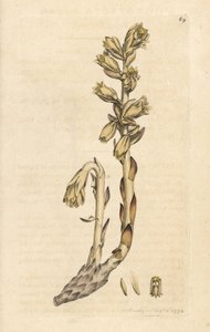 غليون هولندي، Monotropa Hypopitys (عش الطائر الأصفر، Monotropa Hypopithys) (Aristoloche) نقش على صفيحة نحاسية ملونة يدويًا بعد رسم توضيحي لجيمس سويربي من علم النبات الإنجليزي لجيمس سميث، لندن بواسطة جيمس سويربي
