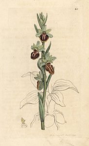السحلية العنكبوتية المبكرة ، Ophrys sphegodes (Spider orchis ، Ophrys aranifera). نقش على لوح نحاسي ملون يدويًا بعد رسم توضيحي لجيمس سوربي من علم النبات الإنجليزي لجيمس سميث ، لندن بواسطة جيمس سويربي