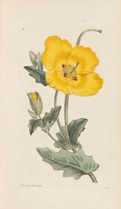 علم النبات الإنجليزي ، 1790-1800. بواسطة جيمس سويربي