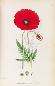 علم النبات الإنجليزي ، 1790-1800. بواسطة جيمس سويربي