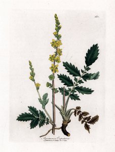 Eupatory sour - Agrimony، Agrimonia eupatoria. نقش على لوح نحاسي ملون يدويًا من رسم نباتي رسمه جيمس سوربي من ويليام وودفيل والسير ويليام جاكسون هوكر "" علم النبات الطبي ، "جون بون ، لندن بواسطة جيمس سويربي