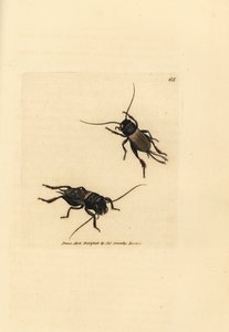 لعبة الكريكيت الميدانية ، Gryllus campestris (Accheta campestris). نقش على لوح نحاسي ملون يدويًا بواسطة James Sowerby من The British Miscellany ، أو أشكال ملونة لموضوعات حيوانية جديدة أو نادرة أو غير معروفة. بواسطة جيمس سويربي