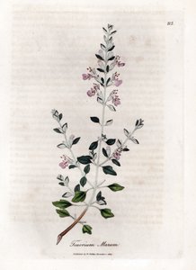 Germandree marum أو germandree للقطط - زعتر القط ، Teucrium marum. نقش على لوح نحاسي ملون يدويًا من رسم نباتي رسمه جيمس سوربي من ويليام وودفيل والسير ويليام جاكسون هوكر "" علم النبات الطبي ، "جون بون ، لندن بواسطة جيمس سويربي