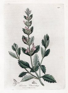 Germandree petit oak - جرثومة شائعة ، Teucrium chamaedrys. نقش على لوح نحاسي ملون يدويًا من رسم نباتي رسمه جيمس سوربي من ويليام وودفيل والسير ويليام جاكسون هوكر "" علم النبات الطبي ، "جون بون ، لندن بواسطة جيمس سويربي