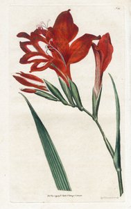 جلايول كاردينال - الطباعة الحجرية لجيمس سوربي (1757-1822) ، من المجلة النباتية بقلم ويليام كيرتس (1746-1799) بواسطة جيمس سويربي