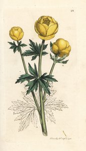 زهرة الكرة الأرضية ، Trollius europaeus. نقش على لوح نحاسي ملون يدويًا بعد رسم توضيحي لجيمس سوربي من علم النبات الإنجليزي لجيمس سميث ، لندن بواسطة جيمس سويربي