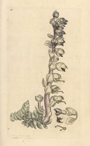 عشب أسنان أكبر ، Lathraea squamaria (Grande cardamine) نقش نحاسي ملون يدويًا بعد رسم توضيحي بواسطة James Sowerby من علم النبات الإنجليزي لجيمس سميث ، لندن بواسطة جيمس سويربي