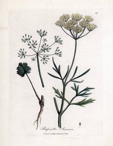 اليانسون الأخضر (Pimpinella anisum). نقش نحاسي ملون يدويًا من رسم توضيحي لجيمس سوربي. مقتطفات من كتاب ويليام وودفيل والسير ويليام جاكسون هوكر "" Botanique Medicinale "" 1832. اجتذب Sowerby الدؤوب (1757-1822) أكثر من