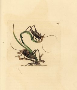 كريكيت الأدغال الرمادي ، Platycleis grisea (جرادة رمادية ، جراد جرازي). نقش على لوح نحاسي ملون يدويًا بواسطة James Sowerby من The British Miscellany ، أو أشكال ملونة لموضوعات حيوانية جديدة أو نادرة أو غير معروفة. بواسطة جيمس سويربي