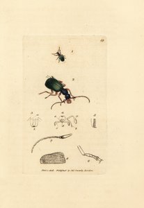 الخنفساء المطحونة ، Drypta dentata (carabus ذو الفم الذهبي ، Carabus chrysostomos). نقش على لوح نحاسي ملون يدويًا بواسطة James Sowerby من The British Miscellany ، أو أشكال ملونة لموضوعات حيوانية جديدة أو نادرة أو غير معروفة. بواسطة جيمس سويربي