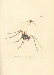 عنكبوت الحصاد ، Megabunus diadema. نقش على لوح نحاسي ملون يدويًا بواسطة James Sowerby من The British Miscellany ، أو أشكال ملونة لموضوعات حيوانية جديدة أو نادرة أو غير معروفة. بواسطة جيمس سويربي