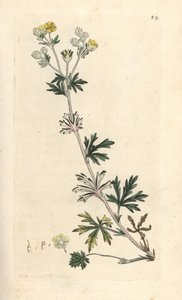 Hoary cinquefoil ، Potentilla argentea (Cinquefoil) نقش على لوح نحاسي ملون يدويًا بعد رسم توضيحي بواسطة James Sowerby من علم النبات الإنجليزي لجيمس سميث ، لندن بواسطة جيمس سويربي