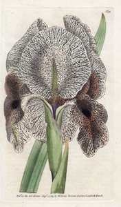 Iris de Charlcedoine أو Susa - الطباعة الحجرية بواسطة James Sowerby (1757-1822) ، من المجلة النباتية لـ William Curtis (1746-1799) بواسطة جيمس سويربي