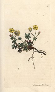 نباتات كبيرة مزهرة ، Potentilla grandiflora (Spring cinquefoil ، Potentilla verna) (cinquefoil) نقش على لوح نحاسي ملون يدويًا بعد رسم توضيحي بواسطة James Sowerby من James Smith
