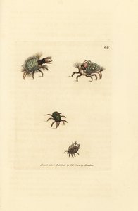 يرقة Hemerobius (الدانتيل) مغطاة بالحزاز ، مع العث ، Acarus amictus وعث السلة الصغير ، Acarus corbicula. نقش على لوح نحاسي ملون يدويًا بواسطة James Sowerby من The British Miscellany ، أو شخصيات ملونة لعاني جديد أو نادر أو غير معروف بواسطة جيمس سويربي