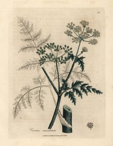 أوراق وأزهار الشوكران ، Conium maculatum بواسطة جيمس سويربي