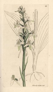 أوركيس الفراشة الصغرى ، Platanthera bifolia (Orchis bifolia). نقش على لوح نحاسي ملون يدويًا بعد رسم توضيحي لجيمس سوربي من علم النبات الإنجليزي لجيمس سميث ، لندن بواسطة جيمس سويربي