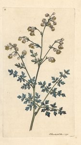 شارع المرج الصغرى ، Thalictrum ناقص. نقش على لوح نحاسي ملون يدويًا بعد رسم توضيحي لجيمس سوربي من علم النبات الإنجليزي لجيمس سميث ، لندن بواسطة جيمس سويربي