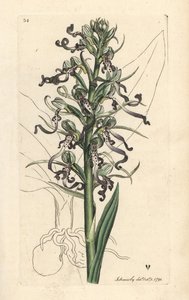السحلية السحلية ، هيمانتوغلوسوم هيرسينوم (Lizard satyrion أو ochis ، Satyrium hircinum). نقش على لوح نحاسي ملون يدويًا بعد رسم توضيحي لجيمس سوربي من علم النبات الإنجليزي لجيمس سميث ، لندن بواسطة جيمس سويربي
