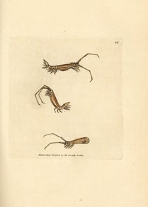 إيزوبود طويل القرن ، Astacilla longicornis (Oniscus longicornis). نقش على لوح نحاسي ملون يدويًا بواسطة James Sowerby من The British Miscellany ، أو أشكال ملونة لموضوعات حيوانية جديدة أو نادرة أو غير معروفة. بواسطة جيمس سويربي