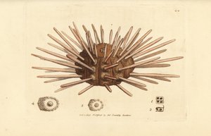 قلم أردواز طويل العمود الفقري قنفذ البحر ، سيداريس سيداريس (Echinus cidaris). نقش على لوح نحاسي ملون يدويًا بواسطة James Sowerby من The British Miscellany ، أو أشكال ملونة لموضوعات حيوانية جديدة أو نادرة أو غير معروفة. بواسطة جيمس سويربي