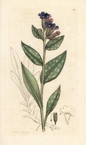 Lungwort ، Pulmonaria officinalis (الرئوية) نقش صفيحة نحاسية ملونة يدويًا بعد رسم توضيحي بواسطة جيمس سويربي من علم النبات الإنجليزي لجيمس سميث ، لندن بواسطة جيمس سويربي