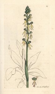 رجل الأوركيد ، السحلية أنثروبوفورا (Green man orchis ، Ophrys anthropophora). نقش على لوح نحاسي ملون يدويًا بعد رسم توضيحي لجيمس سوربي من علم النبات الإنجليزي لجيمس سميث ، لندن بواسطة جيمس سويربي