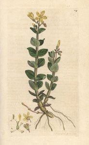 نبتة مارش سانت جون، Hypericum elodes (نبتة سانت جون) نقش نحاسي ملون يدويًا بعد رسم توضيحي لجيمس سويربي من علم النبات الإنجليزي لجيمس سميث، لندن بواسطة جيمس سويربي