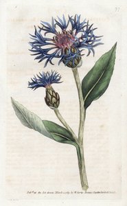 Mountain Centauree أو Perennial Blueberry - مطبوعات حجرية بواسطة James Sowerby (1757-1822) ، من مجلة William Curtis النباتية (1746-1799) بواسطة جيمس سويربي