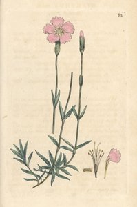 الجبل الوردي ، Dianthus caesius. نقش على لوح نحاسي ملون يدويًا بعد رسم توضيحي لجيمس سوربي من علم النبات الإنجليزي لجيمس سميث ، لندن بواسطة جيمس سويربي