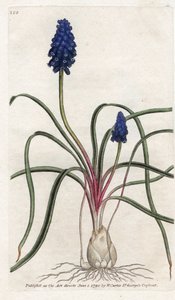 Muscari a bunch or muscari neglige - الطباعة الحجرية بواسطة James Sowerby (1757-1822) ، من المجلة النباتية بواسطة William Curtis (1746-1799) بواسطة جيمس سويربي