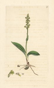 مسك الأوركيد ، هيرمينيوم مونورشيس (Musk orchis ، Ophrys monorchis). نقش على لوح نحاسي ملون يدويًا بعد رسم توضيحي لجيمس سوربي من علم النبات الإنجليزي لجيمس سميث ، لندن بواسطة جيمس سويربي