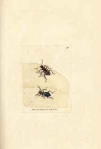 خنفساء نمر الكثبان الشمالية ، Cicindela hybrida. نقش على لوح نحاسي ملون يدويًا بواسطة James Sowerby من The British Miscellany ، أو أشكال ملونة لموضوعات حيوانية جديدة أو نادرة أو غير معروفة. بواسطة جيمس سويربي
