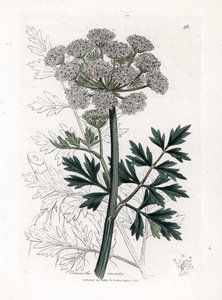 Oenanthe safranee - هيملوك قطرة الماء ، Oenanthe crocata. نقش على لوح نحاسي ملون يدويًا من رسم نباتي رسمه جيمس سوربي من ويليام وودفيل والسير ويليام جاكسون هوكر "" علم النبات الطبي ، "جون بون ، لندن بواسطة جيمس سويربي