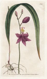 Orchid: calopogon tuberus - الطباعة الحجرية بواسطة James Sowerby (1757-1822) ، من مجلة William Curtis النباتية (1746-1799) بواسطة جيمس سويربي