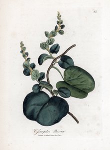 Pareira brava cissampelos، Cissampelos pareira pareira. نقش على لوح نحاسي ملون يدويًا من رسم نباتي رسمه جيمس سوربي من ويليام وودفيل والسير ويليام جاكسون هوكر "" علم النبات الطبي ، "جون بون ، لندن بواسطة جيمس سويربي