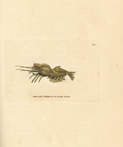 روبيان الببغاء ، Spirontocaris spinus (الجمبري المدعوم بالعمود الفقري ؛ السرطان الشوكي). نقش على لوح نحاسي ملون يدويًا بواسطة James Sowerby من The British Miscellany ، أو أشكال ملونة لموضوعات حيوانية جديدة أو نادرة أو غير معروفة. بواسطة جيمس سويربي