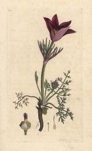 Pasqueflower ، Anemone pulsatilla (pulsatille) نقش على لوح نحاسي ملون يدويًا بعد رسم توضيحي بواسطة James Sowerby من علم النبات الإنجليزي لجيمس سميث ، لندن بواسطة جيمس سويربي